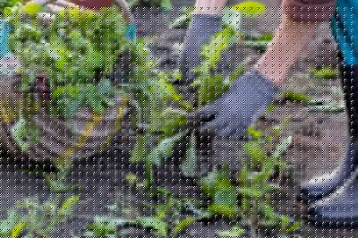 Weeding And Mulching