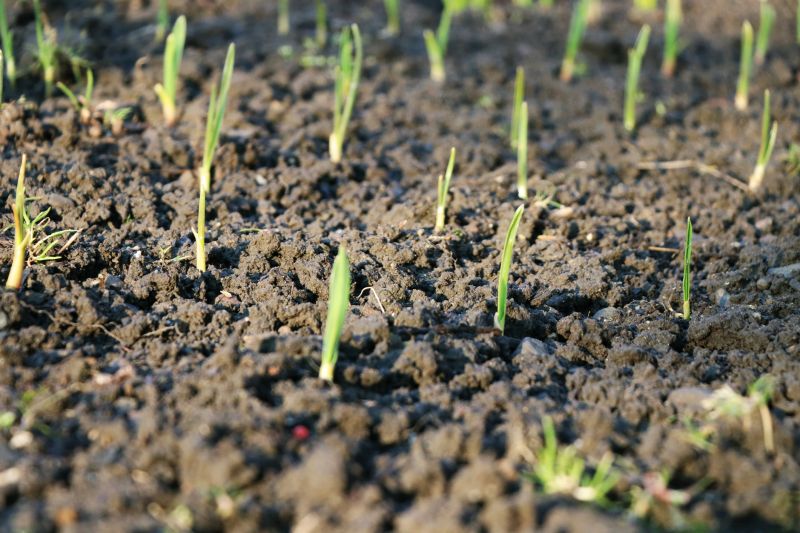 Preparation for Summer