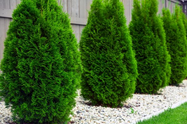 Arborvitae Planting in Bend