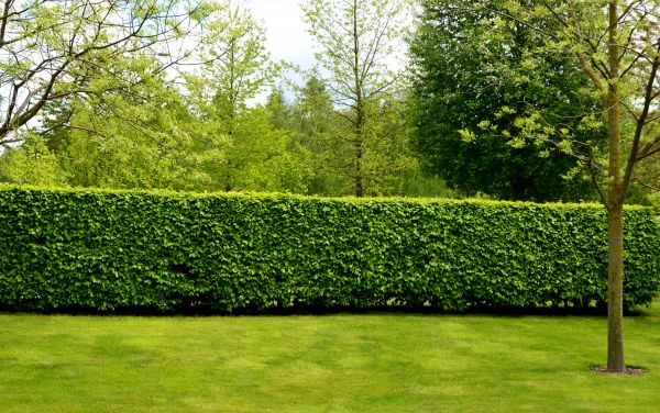 Hedge Planting in Bend