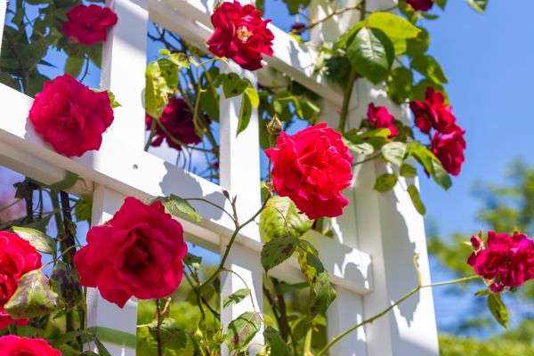 Home Gardening Service in Bend