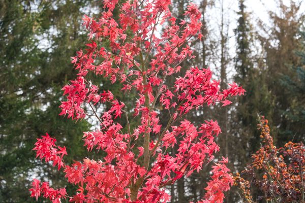 Japanese Maple Planting in Bend
