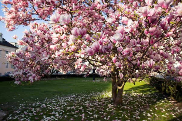 Magnolia Tree Planting in Bend