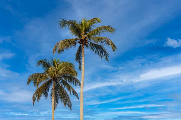 Palm Tree Planting in Bend