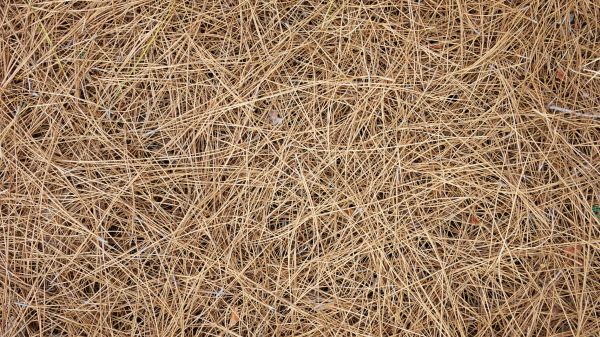 Pine Needles Delivery in Bend