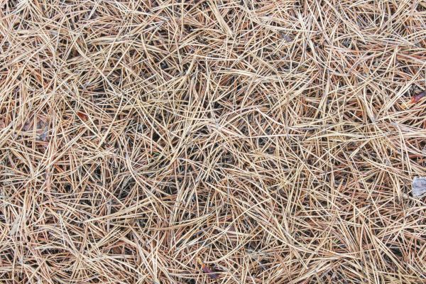 Pine Straw Installation in Bend