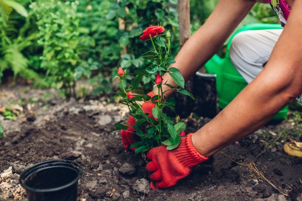 Planting Service in Bend