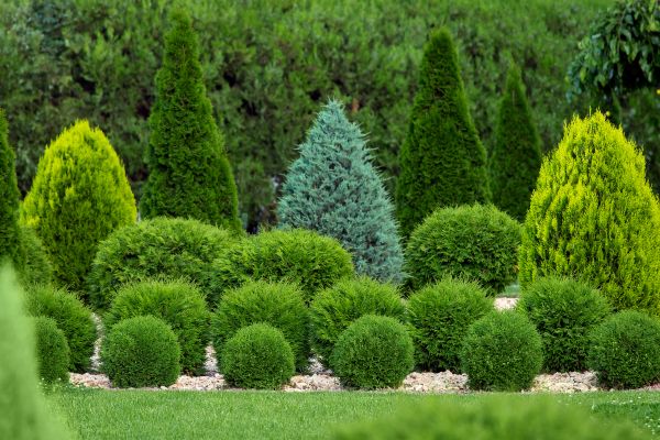 Shrub Installation in Bend