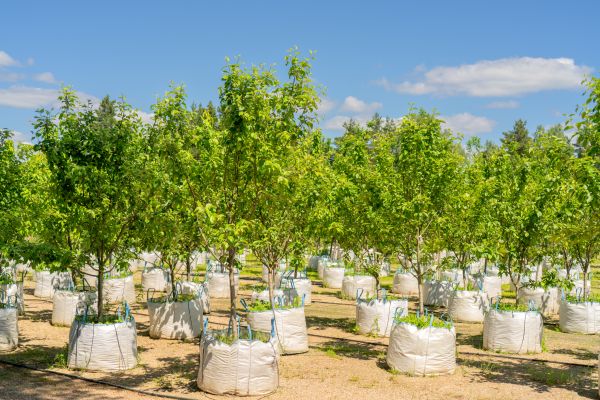 Tree Planting Service in Bend