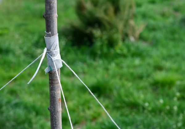 Tree Staking Service in Bend