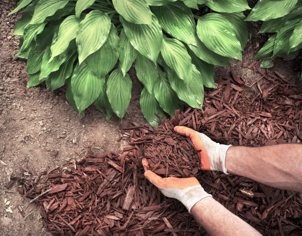 Shredded Mulch Service in Bend
