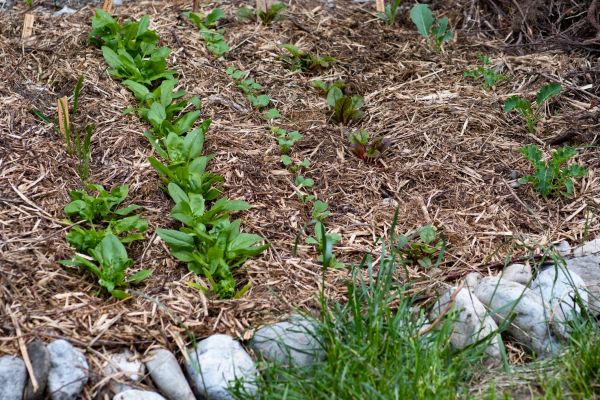 Mulch Service in Bend