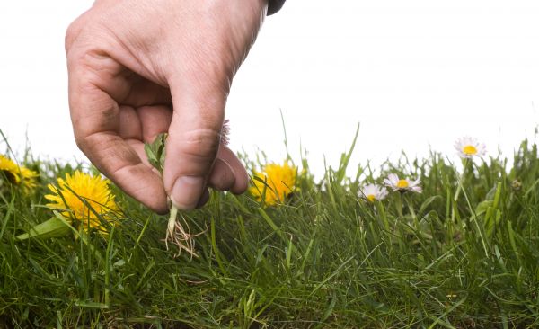 Lawn Weeding in Bend