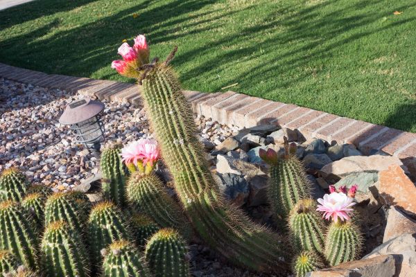Desert Landscaping in Bend