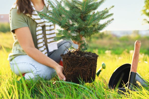Spruce Tree Planting in Bend