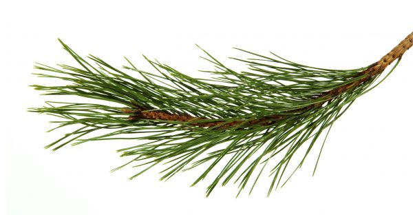 Pine Needles Installation in Bend