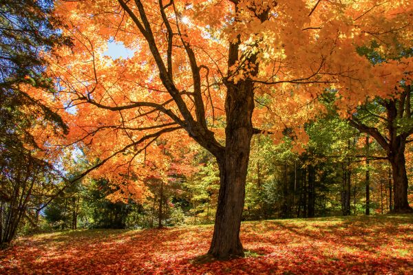 Maple Tree Planting in Bend
