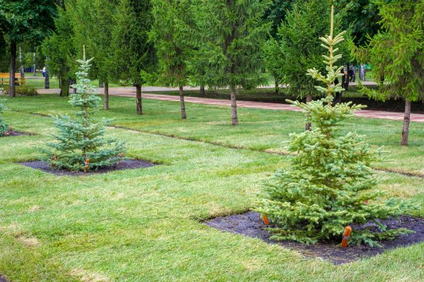 Privacy Trees Planting in Bend