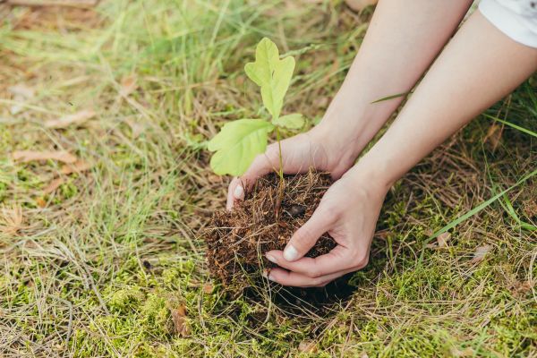 Oak Tree Planting in Bend