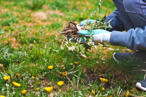 Flower Bed Clearing in Bend