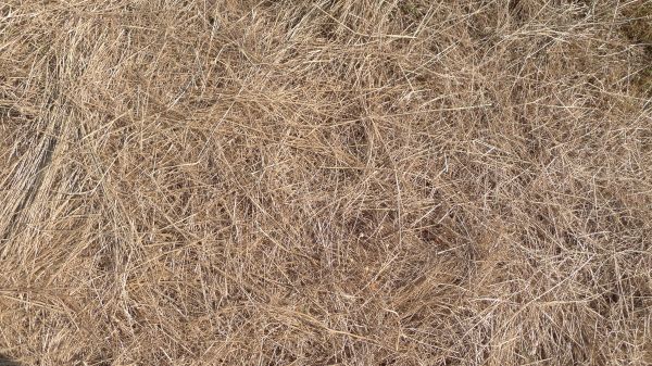 Pine Straw Replacement in Bend