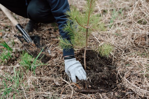 Pine Tree Planting in Bend