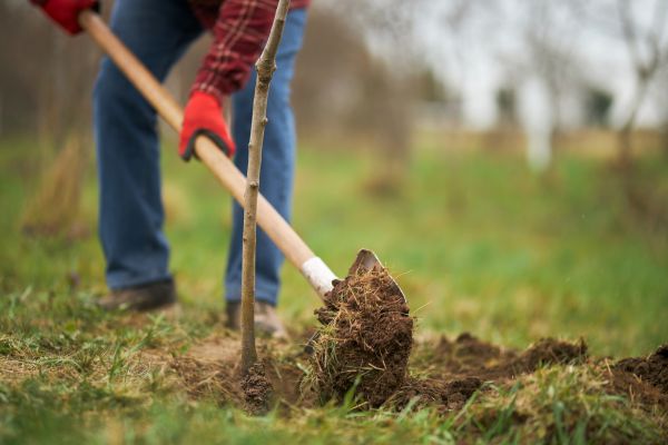 Trees Planting in Bend