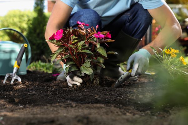 Plant Replacement in Bend