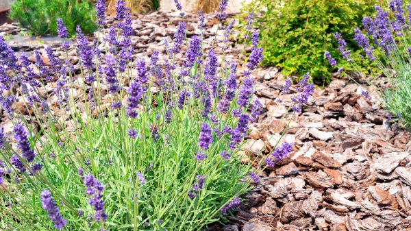 Pine Bark Landscaping in Bend
