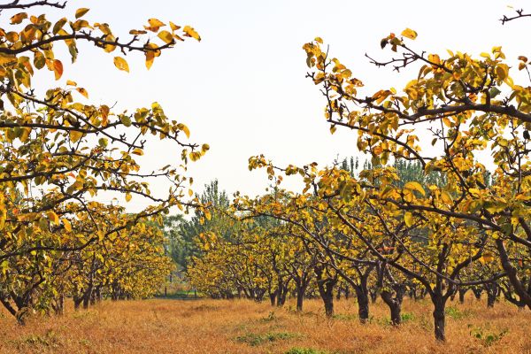 Pear Tree Planting in Bend