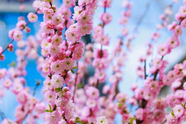 Japanese Cherry Tree Planting in Bend