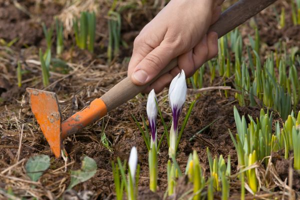 Flower Garden Weeding in Bend