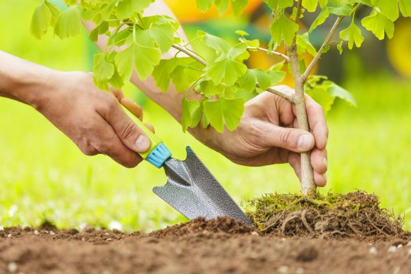 Fruit Tree Planting in Bend
