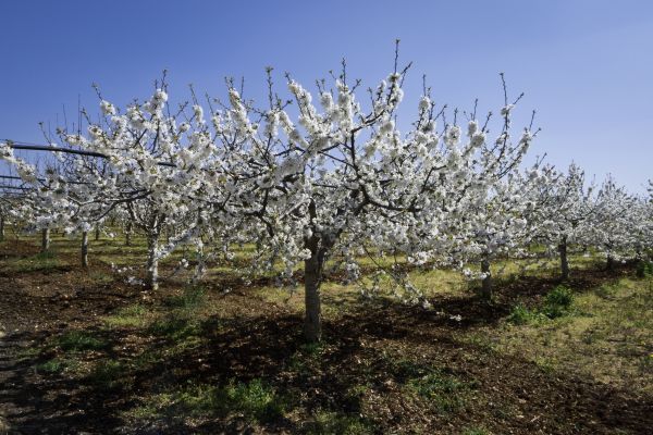 Orchard Planting in Bend