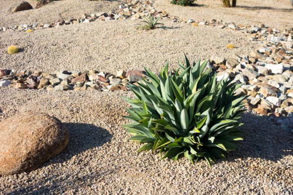 Xeriscaping Service in Bend