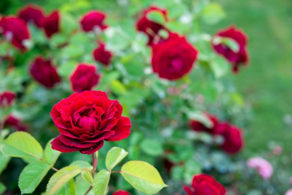 Rose Planting in Bend