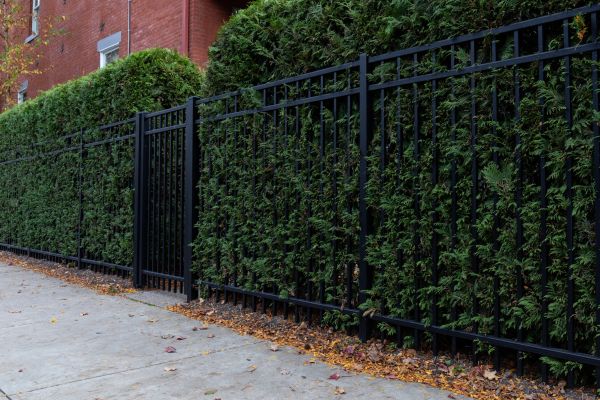 Privacy Hedge Installation in Bend