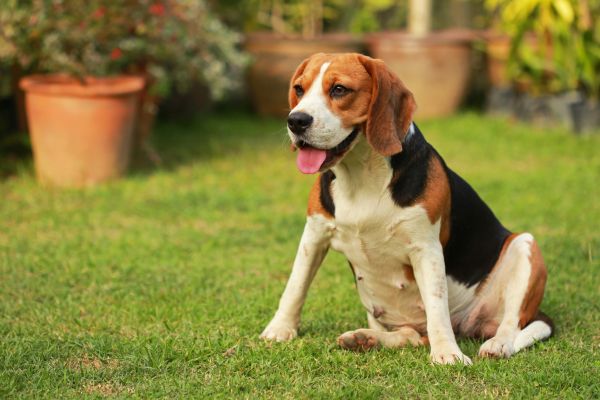Dog Friendly Landscaping in Bend
