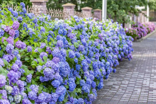 Hydrangea Landscaping in Bend