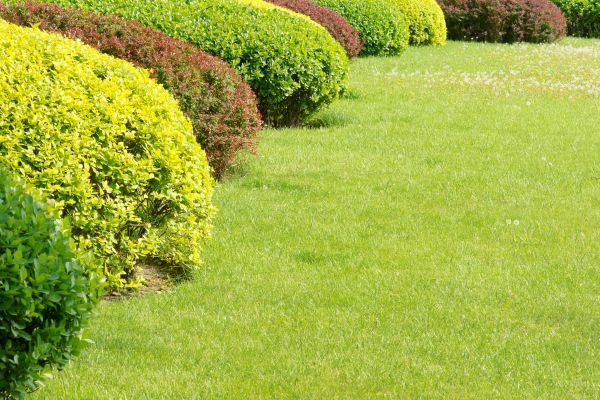 Shrubbery Planting in Bend