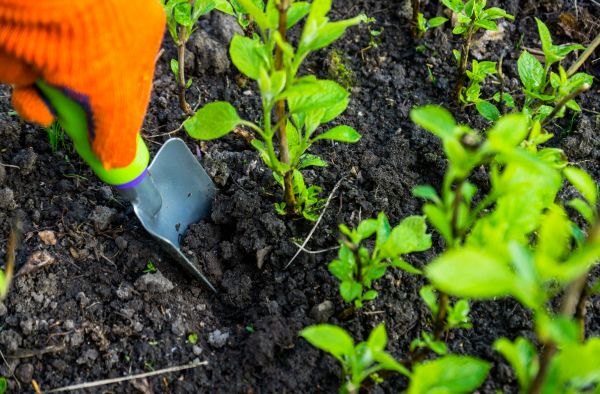 Hydrangea Planting in Bend