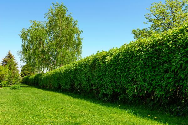 Hedge Replacement in Bend