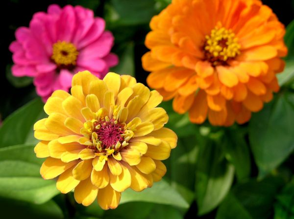 Zinnia Planting in Bend