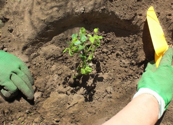 Rose Bush Planting in Bend