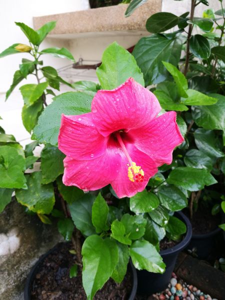 Hibiscus Planting in Bend