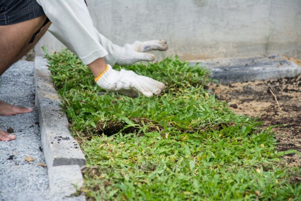 Ground Cover Planting in Bend