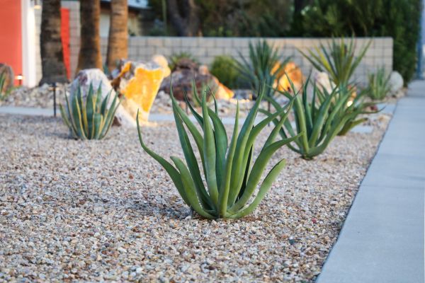 Drought Resistant Landscaping in Bend