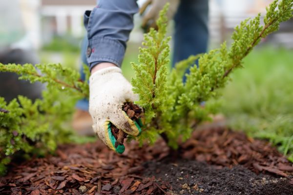 Church Mulching in Bend