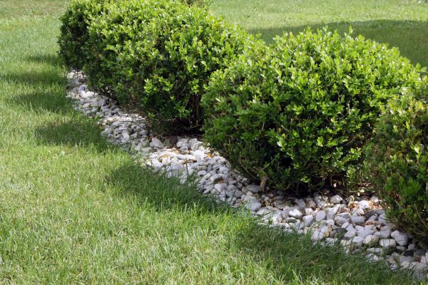 Boxwood Planting in Bend