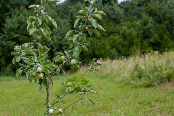 Apple Tree Planting in Bend